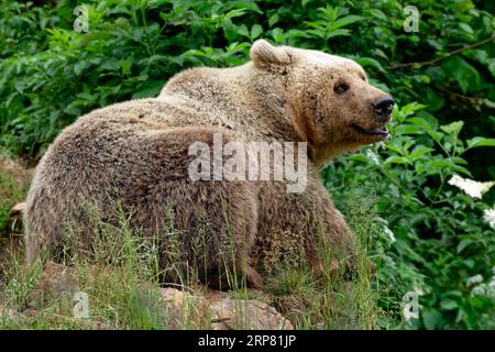 Orso bruno nel santuario degli orsi di Keterevo, un centro di salvataggio nel Velebit settentrionale. Qui, giovani orsi che altrimenti non sarebbero in grado di sopravvivere lo sono Foto Stock