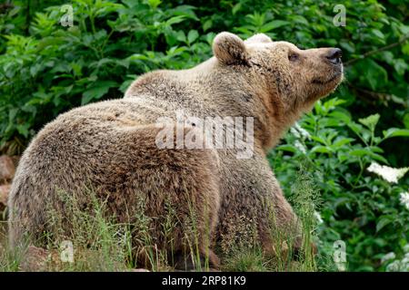 Orso bruno nel santuario degli orsi di Keterevo, un centro di salvataggio nel Velebit settentrionale. Qui, giovani orsi che altrimenti non sarebbero in grado di sopravvivere lo sono Foto Stock