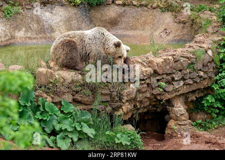 Orso bruno nel santuario degli orsi di Keterevo, un centro di salvataggio nel Velebit settentrionale. Qui, giovani orsi che altrimenti non sarebbero in grado di sopravvivere lo sono Foto Stock