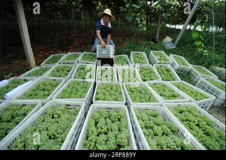 (190221) -- PECHINO, 21 febbraio 2019 (Xinhua) -- Un commerciante trasporta uva nel parco eco-agricolo Xindian nella città di Xindian della contea autonoma di Yuping Dong nel sud-ovest della Cina nella provincia di Guizhou, 30 luglio 2018. Negli ultimi sei anni, la Cina ha compiuto importanti e decisivi risultati in materia di lotta alla povertà e continuerà i suoi sforzi quest’anno per gettare le basi solide per vincere la battaglia contro la povertà entro il 2020, ha affermato un funzionario mercoledì. Negli ultimi sei anni, la Cina ha tolto dalla povertà 82,39 milioni di poveri rurali, con la popolazione povera rurale scesa da 98,99 milioni alla fine del 2012 a 1 Foto Stock