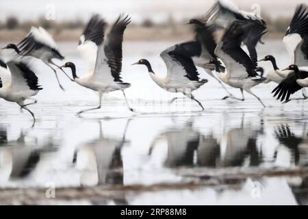 (190222) -- PECHINO, 22 febbraio 2019 -- foto scattata il 21 febbraio 2019 mostra le gru a collo nero che sgusciano la superficie dell'acqua nella riserva naturale nazionale di Caohai nella contea di Weining, nella provincia di Guizhou nella Cina sud-occidentale. La riserva naturale nazionale di Caohai è uno dei principali habitat per le gru a collo nero fino all'inverno dalla fine di ottobre alla fine di marzo del prossimo anno). XINHUA FOTO DEL GIORNO YangxYing PUBLICATIONxNOTxINxCHN Foto Stock