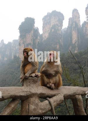 (190224) -- ZHANGJIAJIE, 24 febbraio 2019 (Xinhua) -- macachi sono stati visti nel Parco nazionale di Wulingyuan a Zhangjiajie, nella provincia centrale di Hunan, nella Cina centrale, il 24 febbraio 2019. L'inizio della primavera ha portato il clima caldo al parco nazionale e i vivaci macachi hanno attirato l'attenzione dei turisti. (Xinhua/Wu Yongbing) CHINA-HUNAN-SPRING-MACACHI(CN) PUBLICATIONxNOTxINxCHN Foto Stock