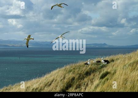 (190225) -- DUNEDIN, Feb. 25, 2019 (Xinhua) -- albatri reali del nord sono visti al Royal Albatross Centre di Taiaroa Head, Dunedin, nuova Zelanda, il 24 febbraio 2019. Ogni anno oltre 40 coppie di albatri reali del Nord nidificano e riproducono nell'unica colonia di riproduzione continentale al mondo a Taiaroa Head. A gennaio di quest'anno, un totale di 29 pulcini albatross si sono schiusi nella recente stagione riproduttiva a partire da settembre dello scorso anno. (Xinhua/Guo lei) NUOVA ZELANDA-DUNEDIN-NORTHERN ROYAL ALBATROSS PUBLICATIONxNOTxINxCHN Foto Stock