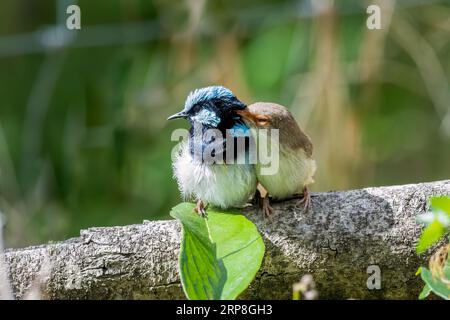 Due superbi uccelli Fairywren (Malurus cyaneus) arroccati su un ramo, Queensland Australia. Foto Stock