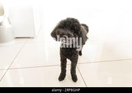 Cane da barboncino giocattolo nero che guarda il proprietario all'interno della loro casa, sfondo bianco Foto Stock