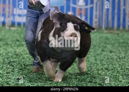 (190312) -- HOUSTON, 12 marzo 2019 -- Un concorrente mostra un maiale ai giudici al Houston Livestock Show and Rodeo di Houston, Texas, Stati Uniti, l'11 marzo 2019. Molti genitori hanno portato i loro figli all'evento lunedì, il primo giorno delle vacanze primaverili. L'annuale Houston Livestock Show and Rodeo, che ha avuto inizio il 25 febbraio di quest'anno, si terrà fino al 17 marzo. ) U.S.-HOUSTON-LIVESTOCK SHOW E RODEO Yi-ChinxLee PUBLICATIONxNOTxINxCHN Foto Stock