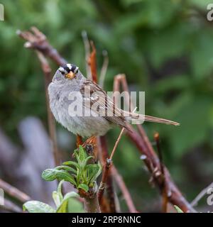 Bianco maschio-incoronato Sparrow in Alaska Foto Stock