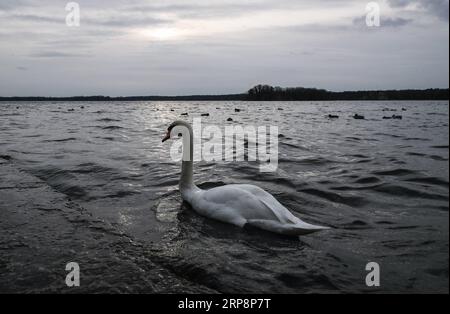 (190313) -- BERLINO, 13 marzo 2019 (Xinhua) -- Un cigno è stato visto sul lago Tegel a Berlino, capitale della Germania, il 12 marzo 2019. (Xinhua/Shan Yuqi) GERMANIA-BERLINO-INIZIO PRIMAVERA-VITA QUOTIDIANA PUBLICATIONxNOTxINxCHN Foto Stock