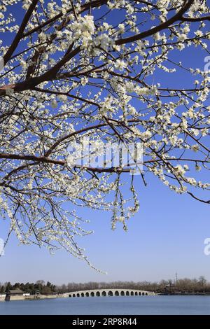 (190313) -- PECHINO, 13 marzo 2019 (Xinhua) -- foto scattata il 13 marzo 2019 mostra i fiori nel Palazzo d'Estate di Pechino, capitale della Cina. (Xinhua/Liu Xianguo) CINA-PECHINO-PALAZZO ESTIVO-SCENARIO (CN) PUBLICATIONxNOTxINxCHN Foto Stock