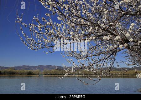 (190313) -- PECHINO, 13 marzo 2019 (Xinhua) -- foto scattata il 13 marzo 2019 mostra i fiori nel Palazzo d'Estate di Pechino, capitale della Cina. (Xinhua/Liu Xianguo) CINA-PECHINO-PALAZZO ESTIVO-SCENARIO (CN) PUBLICATIONxNOTxINxCHN Foto Stock