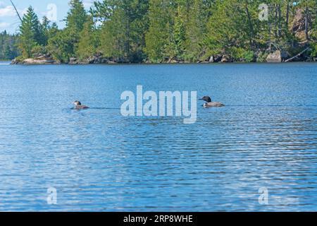 Mamma e Baby Loon nuotano insieme nel lago Ogishkemuncie, nelle acque del confine del Minnesota Foto Stock