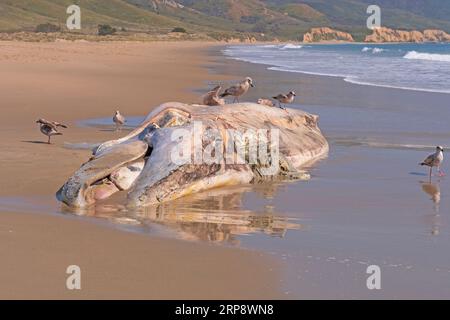 Dead Gray Whale su una spiaggia californiana al Point Reyes National Seashore Foto Stock