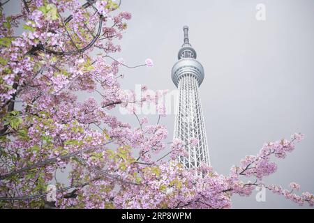 (190317) -- PECHINO, 17 marzo 2019 (Xinhua) -- foto scattata il 16 marzo 2019 mostra i ciliegi in fiore vicino al Tokyo Skytree a Tokyo, Giappone. (Xinhua/Du Xiaoyi) XINHUA FOTO DEL GIORNO PUBLICATIONxNOTxINxCHN Foto Stock