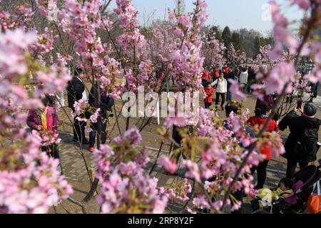 (190318) -- PECHINO, 18 marzo 2019 (Xinhua) -- i visitatori si godono la fioritura dei ciliegi al Parco Yuyuantan di Pechino, capitale della Cina, 18 marzo 2019. Il festival culturale della fioritura dei ciliegi 31 inizierà martedì e i visitatori potranno godersi un totale di 3.000 alberi di ciliegio qui. (Xinua/li Jundong) CHINA-BEIJING-YUYUANTAN PARK-CHERRY BLOSSOM (CN) PUBLICATIONxNOTxINxCHN Foto Stock