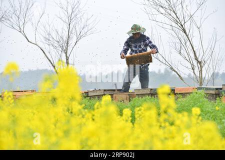 (190319) -- HENGYANG, 19 marzo 2019 (Xinhua) -- il detentore di api Ou Jinhua controlla le scatole per l'allevamento di api nella città di Gaohu, Hengyang City, provincia di Hunan della Cina centrale, 18 marzo 2019. Gli allevatori di api qui sono impegnati a raccogliere miele di recente quando il tempo si fa più caldo. (Xinhua/Xiao Yahui) CHINA-HUNAN-SPRING-BEE FARM (CN) PUBLICATIONxNOTxINxCHN Foto Stock