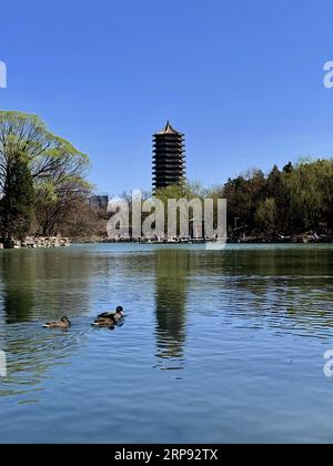 (190321) -- PECHINO, 21 marzo 2019 -- la foto scattata il 21 marzo 2019 con il cellulare mostra lo scenario primaverile dell'Università di Pechino nel distretto di Haidian di Pechino, capitale della Cina. ) (BeijingCandid) CHINA-BEIJING-SPRING (CN) CuixBowen PUBLICATIONxNOTxINxCHN Foto Stock