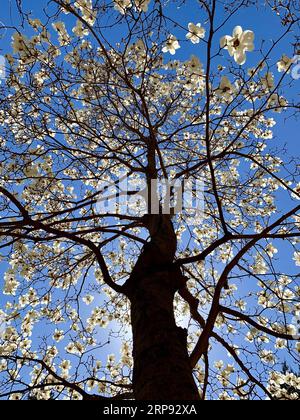 (190321) -- PECHINO, 21 marzo 2019 -- foto scattata il 21 marzo 2019 con il cellulare mostra i fiori di magnolia all'Università Tsinghua nel distretto di Haidian di Pechino, capitale della Cina. ) (BeijingCandid) CHINA-BEIJING-SPRING (CN) CuixBowen PUBLICATIONxNOTxINxCHN Foto Stock