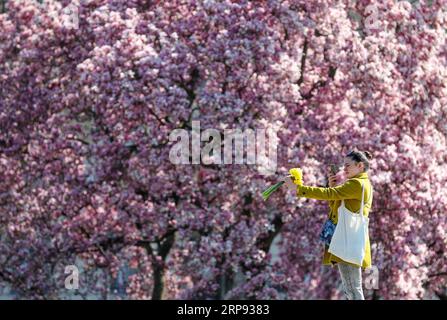 (190321) -- ZAGABRIA, 21 marzo 2019 -- Una ragazza scatta foto di fronte ai fiori di magnolia in fiore in Piazza Re Tomislav a Zagabria, Croazia, 21 marzo 2019. ) CROAZIA-FIORI DI ZAGABRIA SanjinxStrukic PUBLICATIONxNOTxINxCHN Foto Stock