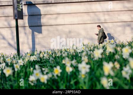 (190322) -- BRUXELLES, 22 marzo 2019 (Xinhua) -- Un passeggero cammina davanti a narcissi fioriti a Bruxelles, Belgio, 21 marzo 2019. (Xinhua/Zhang Cheng) BELGIO-BRUXELLES-FIORI-PRIMAVERA PUBLICATIONxNOTxINxCHN Foto Stock