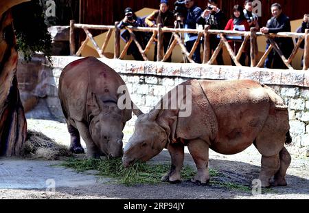 (190323) -- SHANGHAI, 23 marzo 2019 (Xinhua) -- due rinoceronti dal Nepal mangiano allo Shanghai Wild Animal Park nella Cina orientale di Shanghai, 23 marzo 2019. Due rinoceronti dal Nepal, chiamati Soaltee e Mitini, hanno fatto la loro prima apparizione pubblica sabato allo Shanghai Wild Animal Park. Questa rara specie vive ora solo in alcuni paesi asiatici. Sia Soaltee, il maschio, che Mitini, la femmina, ora pesano più di 1.000 chilogrammi. (Xinhua/fan Jun) CHINA-SHANGHAI-RHINOS-APPEARANCE (CN) PUBLICATIONxNOTxINxCHN Foto Stock