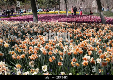 (190323) -- SHANGHAI, 23 marzo 2019 (Xinhua) -- la gente guarda fiori fioriti in un parco nella Cina orientale di Shanghai, 23 marzo 2019. (Xinhua/Liu Ying) CINA-SHANGHAI-SPRING (CN) PUBLICATIONxNOTxINxCHN Foto Stock