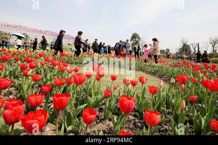 (190323) -- SHANGHAI, 23 marzo 2019 (Xinhua) -- la gente vede i tulipani in fiore in un giardino ecologico nella Shanghai orientale della Cina, 23 marzo 2019. (Xinhua/Fang Zhe) CHINA-SHANGHAI-SPRING (CN) PUBLICATIONxNOTxINxCHN Foto Stock