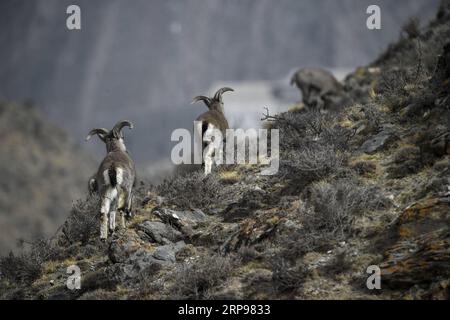 (190328) -- YINCHUAN, 28 marzo 2019 (Xinhua) -- bharal, chiamato anche la pecora blu himalayana, cerca cibo presso la riserva naturale nazionale di Helan Mountain nella regione autonoma di Ningxia Hui della Cina nord-occidentale, 27 marzo 2019. Il numero di bharal ha raggiunto oltre 40.000 sulla montagna Helan dopo anni di ristrutturazione ambientale. (Xinhua/Feng Kaihua) CHINA-NINGXIA-HELAN MOUNTAIN-BHARAL (CN) PUBLICATIONxNOTxINxCHN Foto Stock