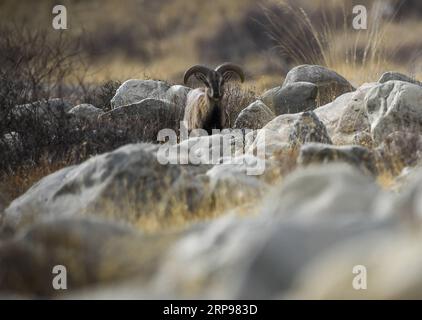 (190328) -- YINCHUAN, 28 marzo 2019 (Xinhua) -- bharal, chiamato anche Himalayan Blue Sheep, cerca cibo presso la riserva naturale nazionale di Helan Mountain nella regione autonoma di Ningxia Hui della Cina nord-occidentale, 27 marzo 2019. Il numero di bharal ha raggiunto oltre 40.000 sulla montagna Helan dopo anni di ristrutturazione ambientale. (Xinhua/Feng Kaihua) CHINA-NINGXIA-HELAN MOUNTAIN-BHARAL (CN) PUBLICATIONxNOTxINxCHN Foto Stock