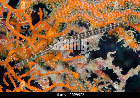 Trombettiere cinese, Aulostomus chinensis, Against Sea fan, sito di immersione Tiga Batu, isola di Bangka, Sulawesi settentrionale, Indonesia Foto Stock