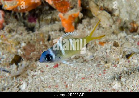 Giovane Redfin Emperor, Monotaxis heterodon, Demak dive site, Bangka Island, Sulawesi nord, Indonesia Foto Stock