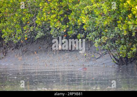 Sundarbans, Bangladesh: La lontra asiatica a piccoli artigli (Aonyx cinereus), nota anche come lontra orientale a piccoli artigli e lontra a piccoli artigli, in su Foto Stock