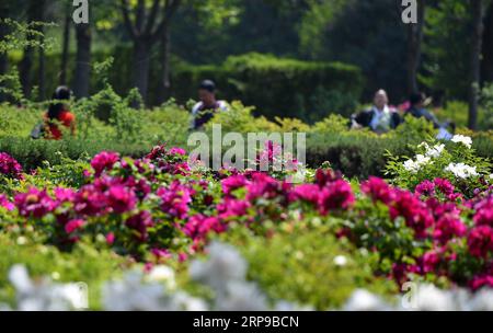 (190401) -- LUOYANG, 1 aprile 2019 (Xinhua) -- i turisti vedono fiori di peonia durante il 37° China Luoyang Peony Cultural Festival a Luoyang, nella provincia di Henan, nella Cina centrale, 1 aprile 2019. Il 37° China Luoyang Peony Cultural Festival è stato lanciato lunedì al China National Flower Garden di Luoyang. Durante la festa, le specie di peonia soggette a regolazione artificiale del tempo di fioritura hanno raggiunto la loro piena fioritura, mentre altre specie lasciate a fiorire naturalmente hanno iniziato a fiorire. (Xinhua/li Jianan) CHINA-HENAN-LUOYANG-PEONY-FESTIVAL-LAUNCH (CN) PUBLICATIONxNOTxINxCHN Foto Stock