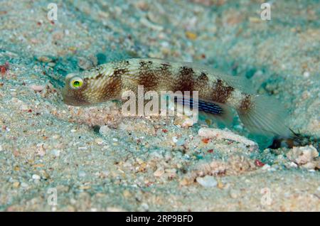 Variable Shrimpgoby, Cryptocentrus fasciatus, all'ingresso del foro, sito di immersione di Sabora, isola di Bangka, Sulawesi settentrionale, Indonesia Foto Stock