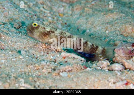 Variable Shrimpgoby, Cryptocentrus fasciatus, all'ingresso del foro, sito di immersione di Sabora, isola di Bangka, Sulawesi settentrionale, Indonesia Foto Stock