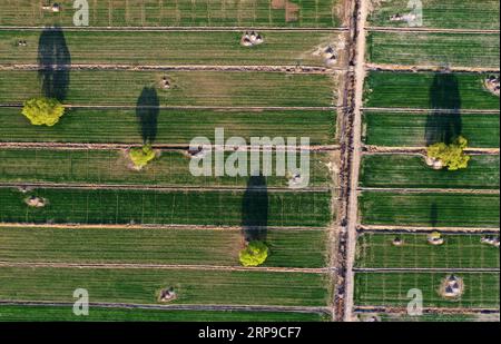 (190402) -- XIONG AN, 2 aprile 2019 (Xinhua) -- foto aerea scattata il 31 marzo 2019 mostra un terreno agricolo vicino al lago Baiyangdian nella nuova area di Xiongan, nella provincia di Hebei nella Cina settentrionale. Il 1 aprile 2017, la Cina annunciò i piani per la creazione della nuova area di Xiongan, a circa 100 km a sud-ovest di Pechino. Conosciuta come la città del futuro della Cina, Xiongan è stata progettata per diventare una zona di innovazione, una città digitale sincronizzata con quella mattonella e un'area vivibile e adatta agli affari. (Xinhua/Xing Guangli) CHINA-XIONGAN NEW AREA-ANNIVERSARY-AERIAL VIEW (CN) PUBLICATIONxNOTxINxCHN Foto Stock