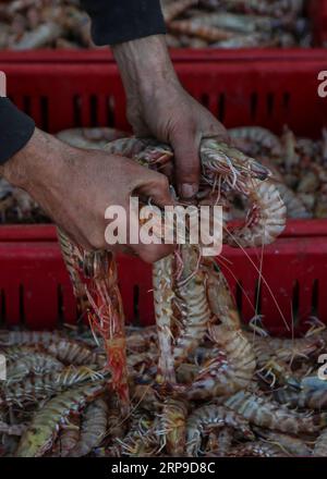 (190403) -- GAZA, 3 aprile 2019 -- Un pescatore palestinese mostra la sua cattura al porto marittimo di Gaza, 2 aprile 2019. Le autorità israeliane hanno informato la parte palestinese che ha deciso di allentare le restrizioni di sicurezza israeliane imposte ai pescatori al largo della Striscia di Gaza a partire da lunedì. Stringer) MIDEAST-GAZA-FISHERMEN-DAILY LIFE zhaoyue PUBLICATIONxNOTxINxCHN Foto Stock