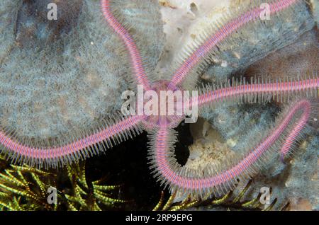 Brittle Star, Ophiothrix sp, sito di immersione Yellow Coco, Bangka Island, Sulawesi nord, Indonesia Foto Stock