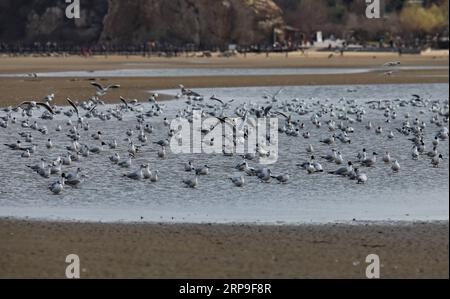 (190405) -- SHIJIAZHUANG, 5 aprile 2019 (Xinhua) -- gli uccelli migratori riposano in una zona umida a Qinhuangdao, nella provincia di Hebei nella Cina settentrionale, 4 aprile 2019. (Xinhua/Yang Shiyao) CHINA-QINHUANGDAO-MIGRATORY BIRDS (CN) PUBLICATIONxNOTxINxCHN Foto Stock