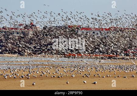 (190405) -- SHIJIAZHUANG, 5 aprile 2019 (Xinhua) -- uccelli migratori sorvolano una zona umida nella provincia di Hebei, nella Cina settentrionale, 4 aprile 2019. (Xinhua/Yang Shiyao) CHINA-QINHUANGDAO-MIGRATORY BIRDS (CN) PUBLICATIONxNOTxINxCHN Foto Stock