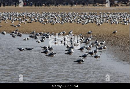 (190405) -- SHIJIAZHUANG, 5 aprile 2019 (Xinhua) -- gli uccelli migratori riposano in una zona umida a Qinhuangdao, nella provincia di Hebei nella Cina settentrionale, 4 aprile 2019. (Xinhua/Yang Shiyao) CHINA-QINHUANGDAO-MIGRATORY BIRDS (CN) PUBLICATIONxNOTxINxCHN Foto Stock