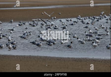 (190405) -- SHIJIAZHUANG, 5 aprile 2019 (Xinhua) -- gli uccelli migratori riposano in una zona umida a Qinhuangdao, nella provincia di Hebei nella Cina settentrionale, 4 aprile 2019. (Xinhua/Yang Shiyao) CHINA-QINHUANGDAO-MIGRATORY BIRDS (CN) PUBLICATIONxNOTxINxCHN Foto Stock