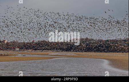 (190405) -- SHIJIAZHUANG, 5 aprile 2019 (Xinhua) -- uccelli migratori sorvolano una zona umida nella provincia di Hebei, nella Cina settentrionale, 4 aprile 2019. (Xinhua/Yang Shiyao) CHINA-QINHUANGDAO-MIGRATORY BIRDS (CN) PUBLICATIONxNOTxINxCHN Foto Stock