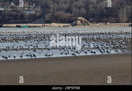 (190405) -- SHIJIAZHUANG, 5 aprile 2019 (Xinhua) -- gli uccelli migratori riposano in una zona umida a Qinhuangdao, nella provincia di Hebei nella Cina settentrionale, 4 aprile 2019. (Xinhua/Yang Shiyao) CHINA-QINHUANGDAO-MIGRATORY BIRDS (CN) PUBLICATIONxNOTxINxCHN Foto Stock