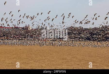 (190405) -- SHIJIAZHUANG, 5 aprile 2019 (Xinhua) -- uccelli migratori sorvolano una zona umida nella provincia di Hebei, nella Cina settentrionale, 4 aprile 2019. (Xinhua/Yang Shiyao) CHINA-QINHUANGDAO-MIGRATORY BIRDS (CN) PUBLICATIONxNOTxINxCHN Foto Stock