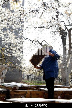 (190405) -- SHIJIAZHUANG, 5 aprile 2019 (Xinhua) -- Un apicoltore pollina la fioritura delle pere nella contea di Zhaoxian di Shijiazhuang, nella provincia di Hebei nella Cina settentrionale, 5 aprile 2019. (Xinhua/Liang Zidong) CHINA-SPRING-FARM WORK (CN) PUBLICATIONxNOTxINxCHN Foto Stock