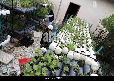 (190407) --BEHEIRA, 7 aprile 2019 -- Un agricoltore raccoglie colture piantate sul tetto di una casa a Beheira, Egitto, 1 aprile 2019. Nella provincia di Beheira, nel nord dell'Egitto, i residenti di un piccolo villaggio sono riusciti a superare la povertà estrema in cinque anni coltivando verdure biologiche sui tetti delle loro case. I tetti che un tempo erano una fonte di pericolo sono ora diventati una grande fonte di reddito per la maggior parte dei residenti qui, Ragab Rabie, capo del villaggio e uno di coloro che hanno iniziato l'agricoltura sul tetto, ha detto a Xinhua. A pochi metri dalla casa a un piano di Rabie, una nuova costruzione di due grandi Foto Stock