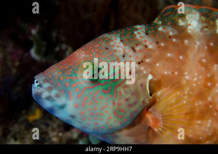 Floral Wrasse, Cheilinus chlorourus, Murex House Reef, Bangka Island, Sulawesi settentrionale, Indonesia Foto Stock