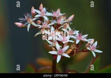 Bellissime piante all'aperto nel giardino. bellissimi fiori di alberi da denaro. Foto Stock