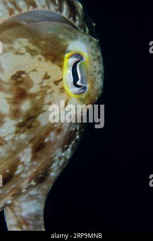 Broadclub Cuttlefish, Sepia latimanus, dettaglio degli occhi, sito di immersione di Sanggamau, isola di Bangka, Sulawesi settentrionale, Indonesia Foto Stock