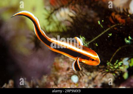 Labbra dolci con nastro giovanile, Plectorhinchus polytaenia, sito di immersione di Sanggamau, isola di Bangka, Sulawesi settentrionale, Indonesia Foto Stock